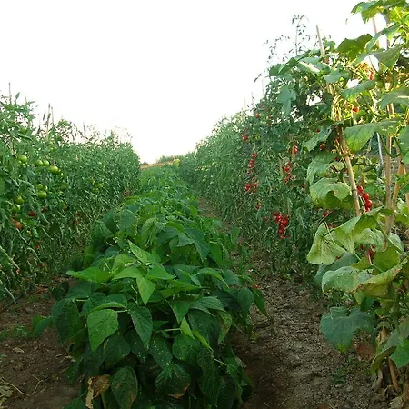 Agriturismo La Sosta Farma Pescia Romana